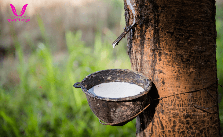 nemthangloichinhhang.vn mu cao su